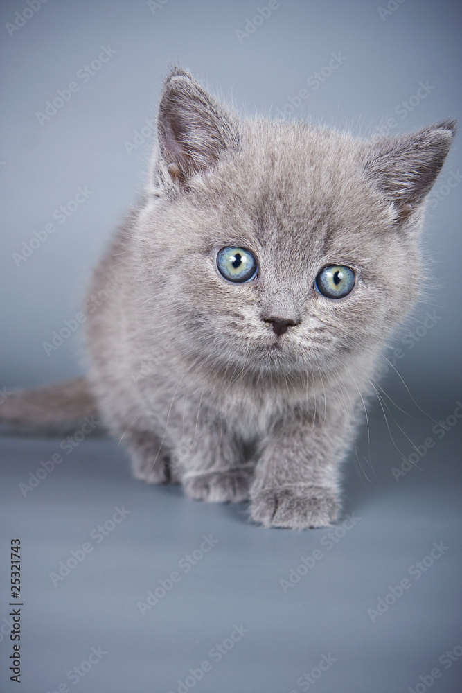 British kitten on grey background
