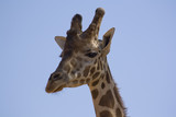 giraffa isolata