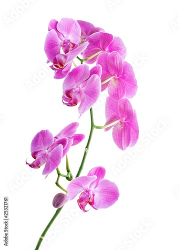 Fototapeta Naklejka Na Ścianę i Meble -  Pink Orchid