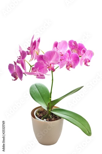 Pink Orchid