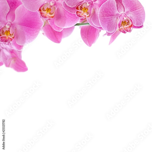 Pink Orchid