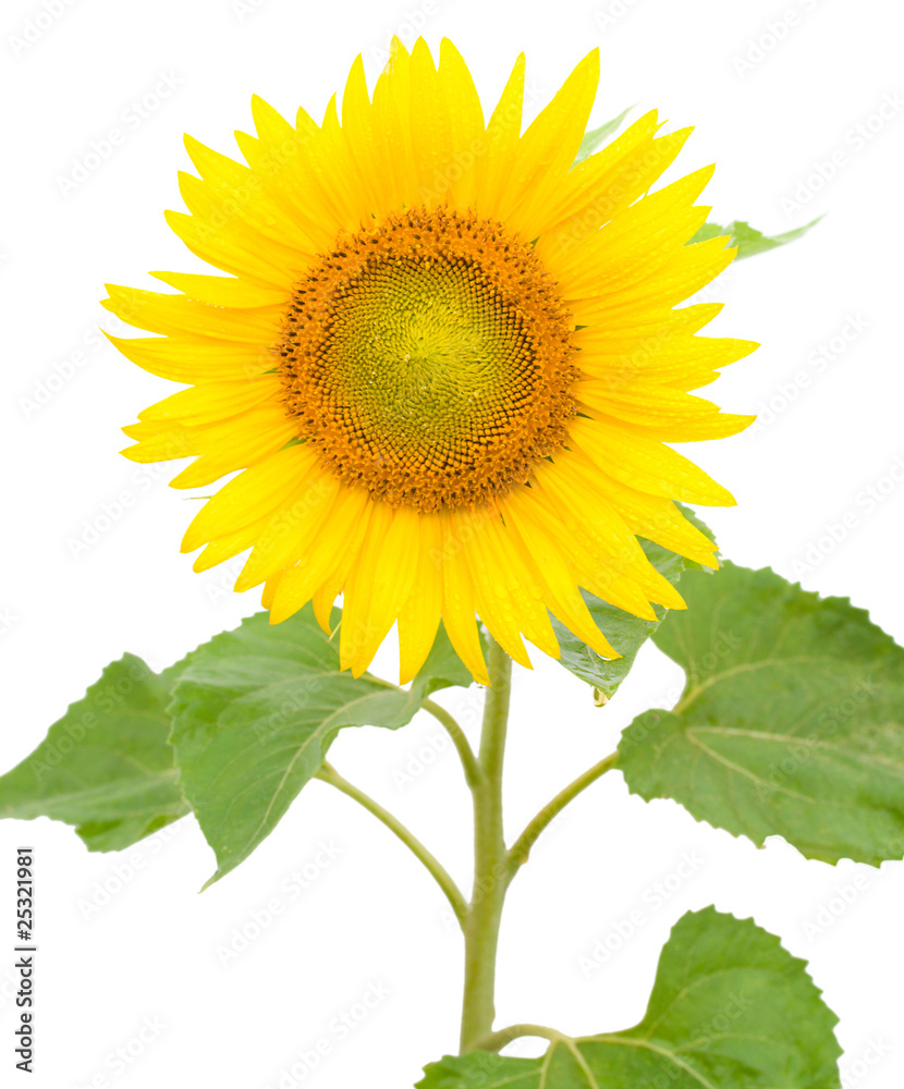 Fototapeta premium sunflower with drops of water