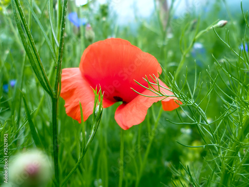 Red poppy blooming among the motley grass
