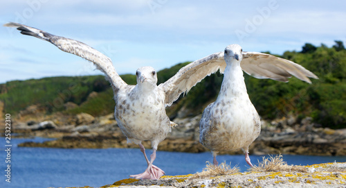 mouettes