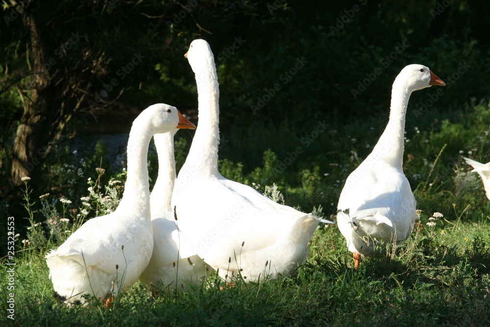 Obraz premium White geese