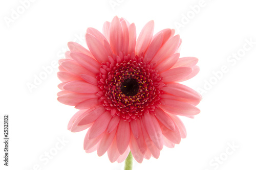 Gerbera
