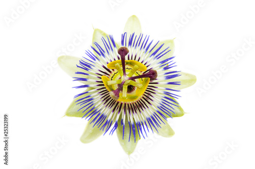 The passion flower photo