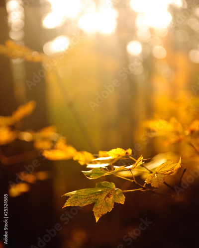 Herbststimmung im Wald #25324585