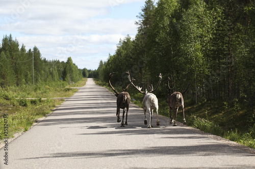 Three reindeers running on the road