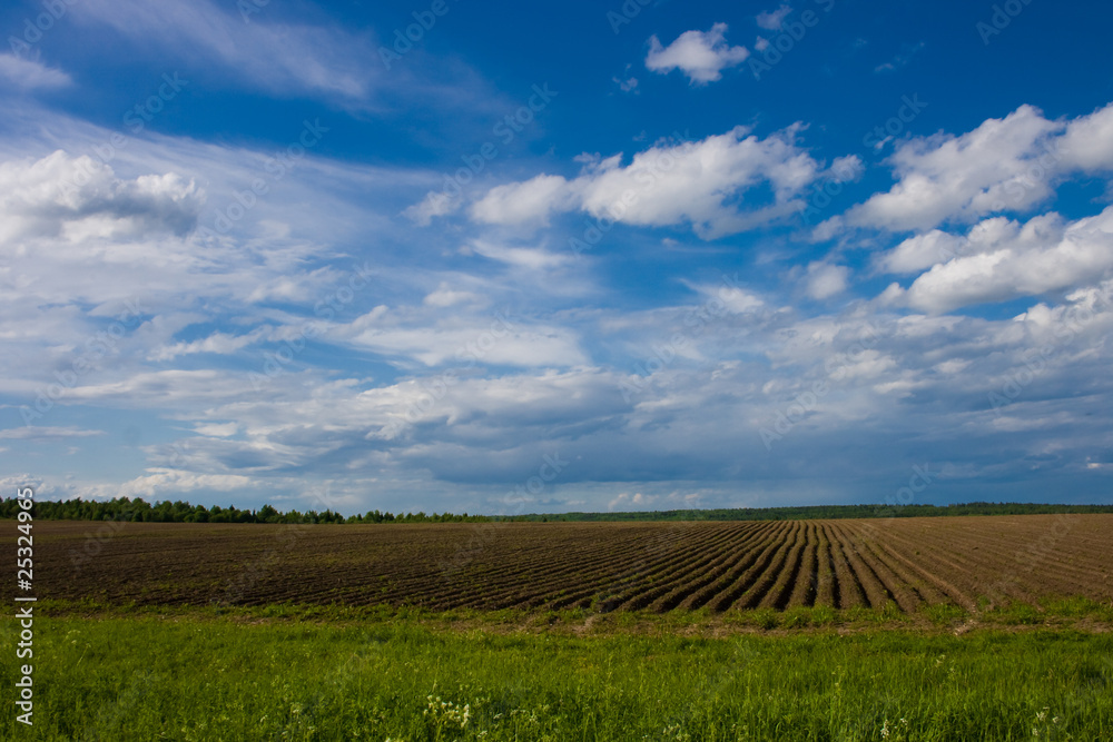 Summer landscape