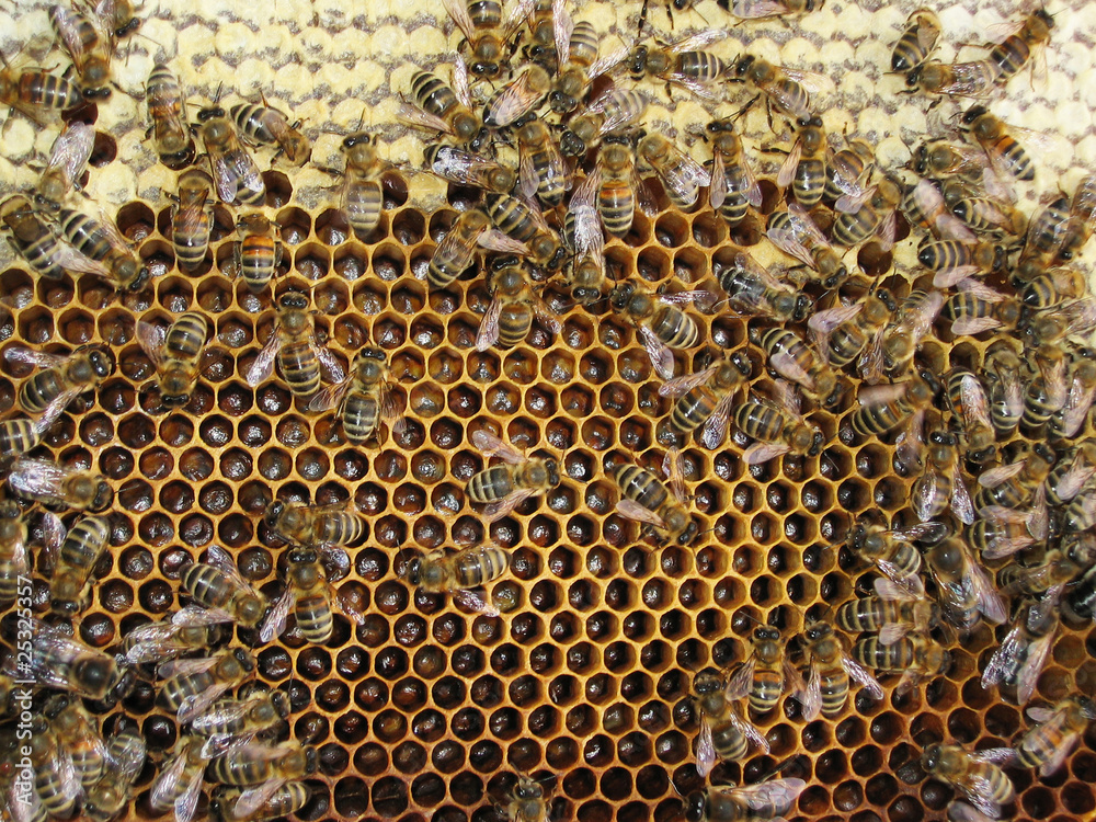 Honey bee Honey bee