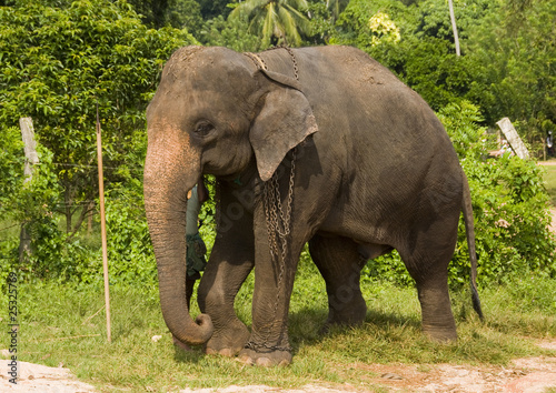 Indian Elephant