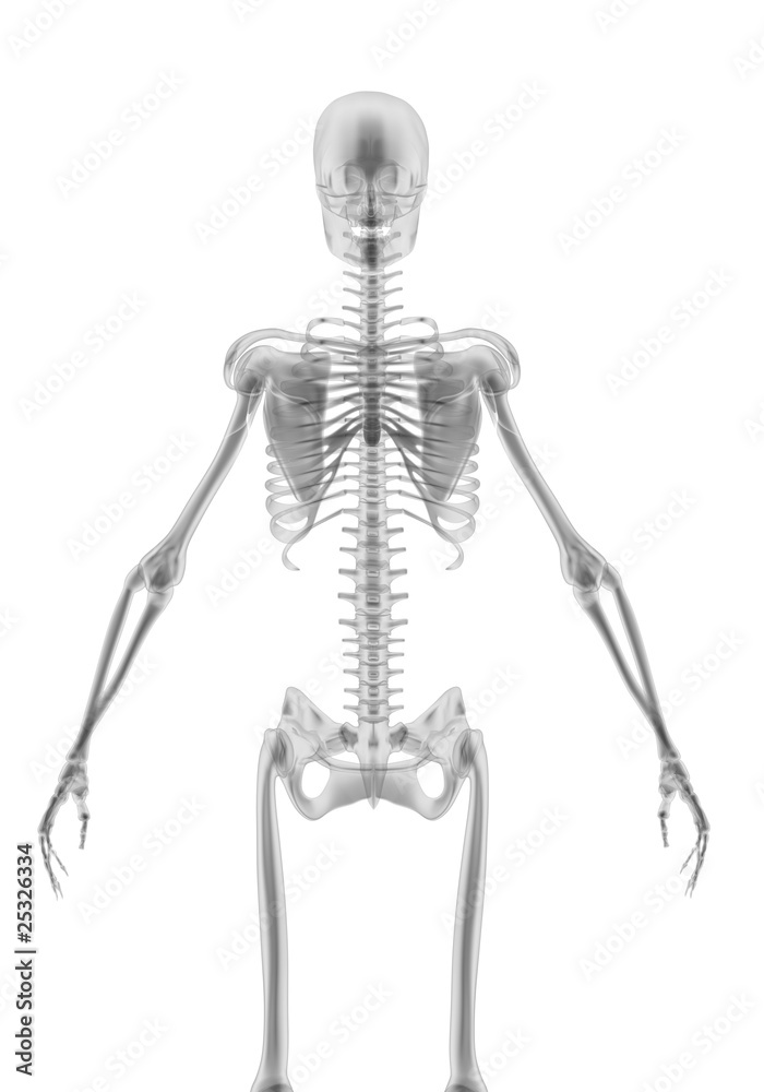 Glass human skeletons isolated Glass human skeletons isolated