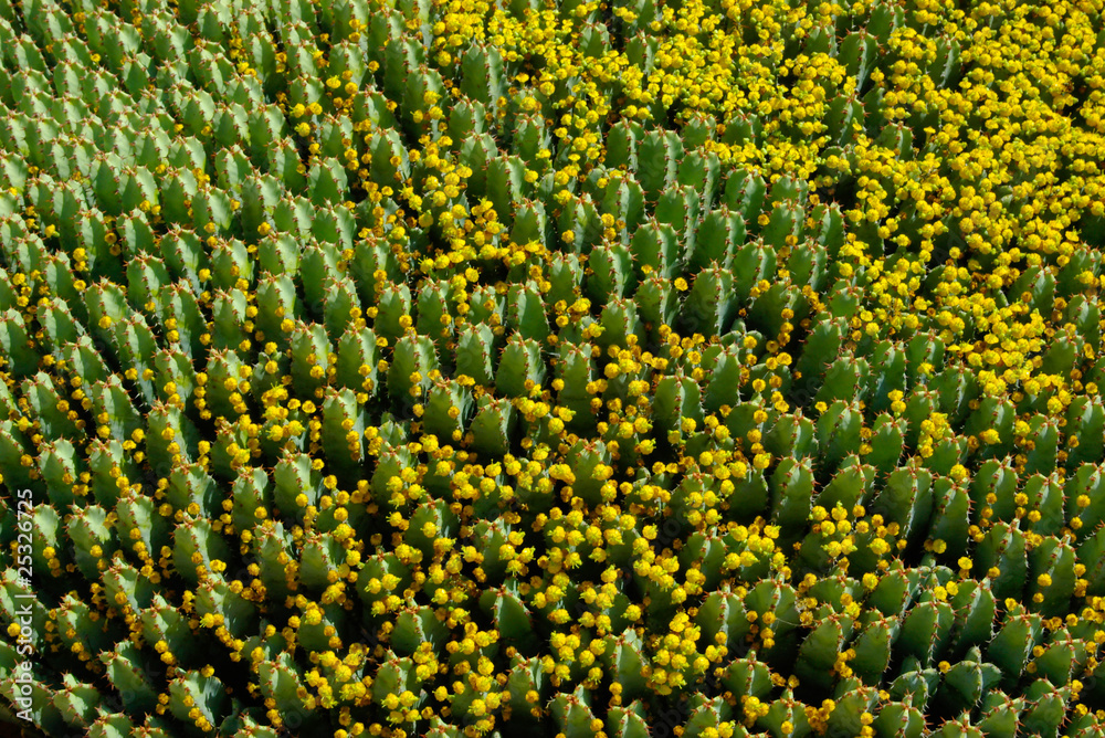 The field of cactuses in flower.