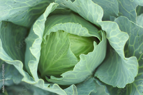 head of green cabbage vegetable
