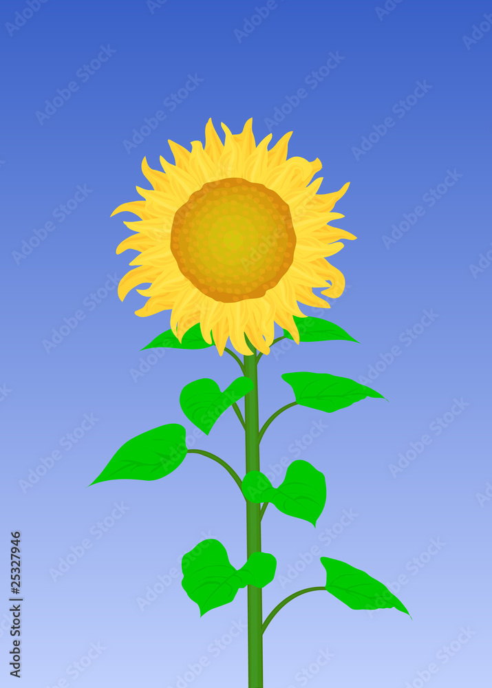 Sunflower Sunflower