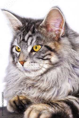 portr  t einer maine coon katze