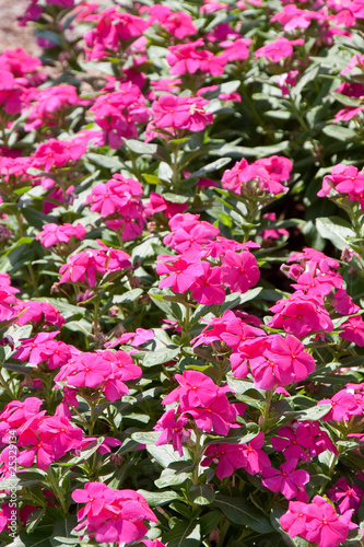 Wallpaper Mural Bright Purple Flowers on Green Ground Cover Torontodigital.ca