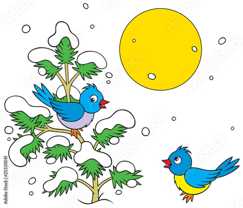 two birds and small snow-covered pine