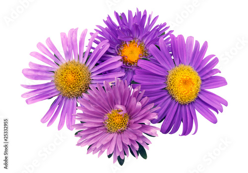 Four asters