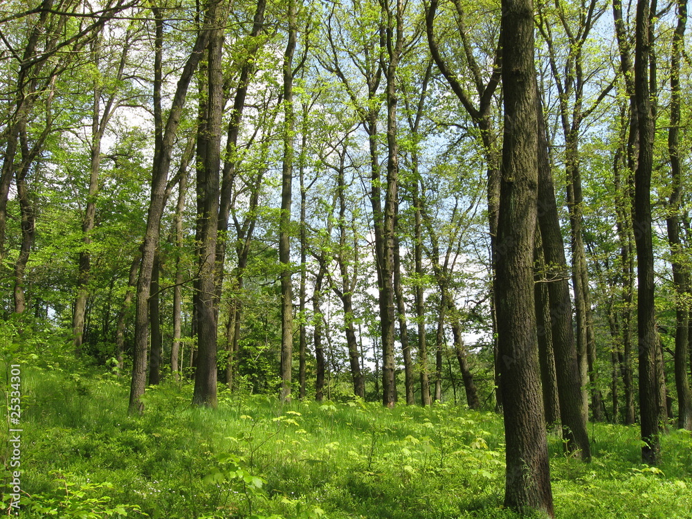 Fototapeta premium Laubwald im Mühltal