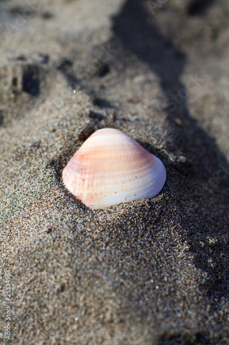 shell on the beach © Eugenio Marongiu
