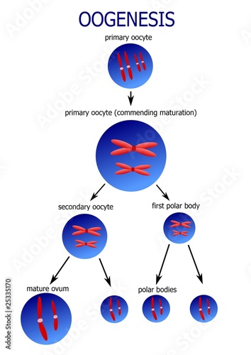 Scheme of oogenesis - develop of female sexual cells photo