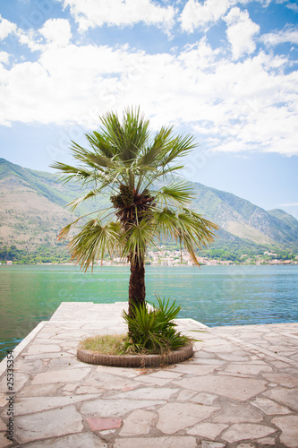 palm tree on the terrace