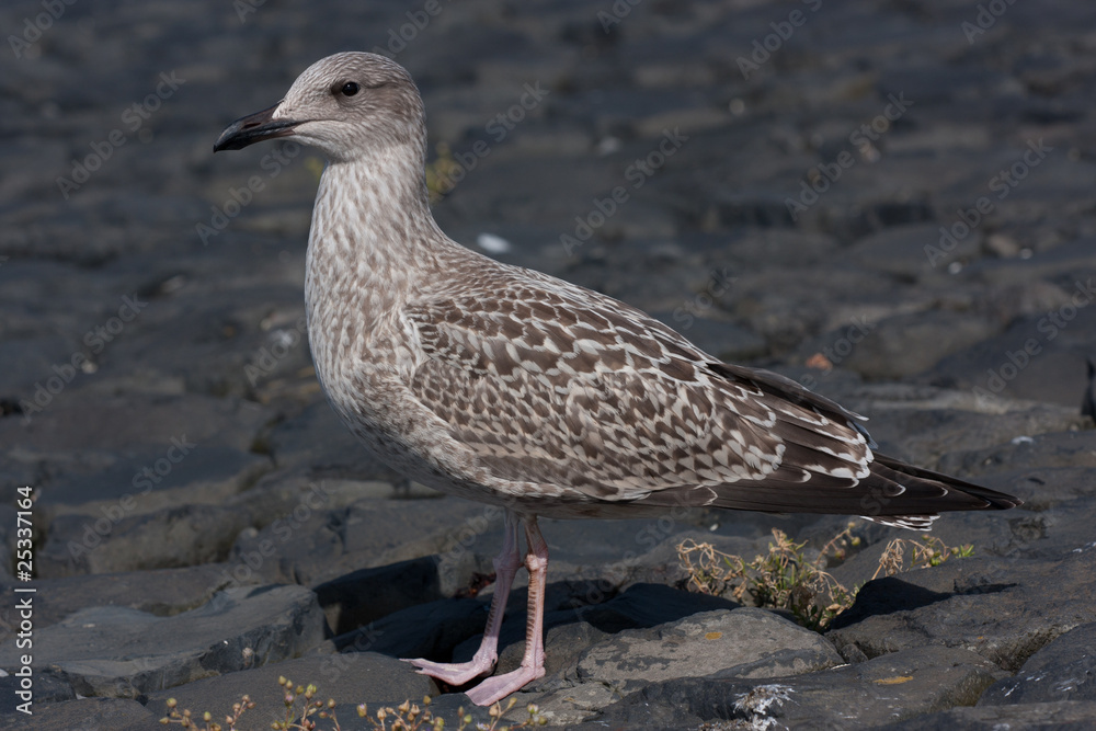Möwe Möwe