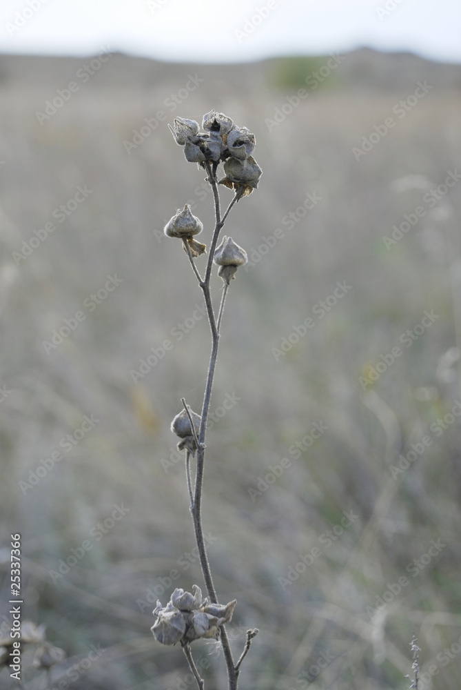 dry flowers dry flowers