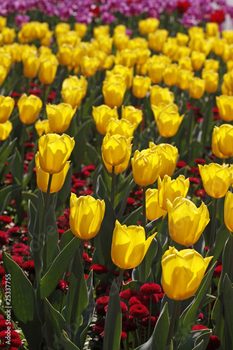 Tulipa  Yellow Flight   Triumph-Tulpe