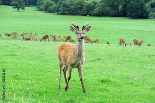 Red deer