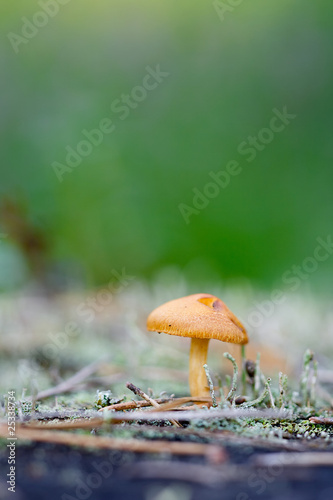 Macro with small orange mushroom