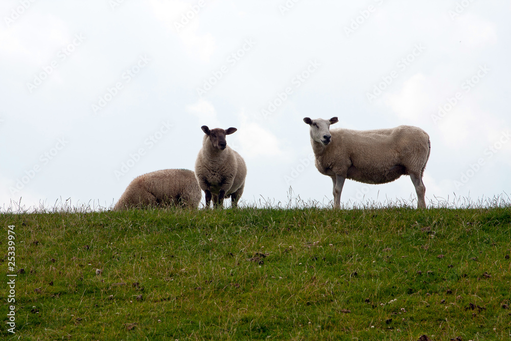 Naklejka premium Schafe auf Deichdamm 626