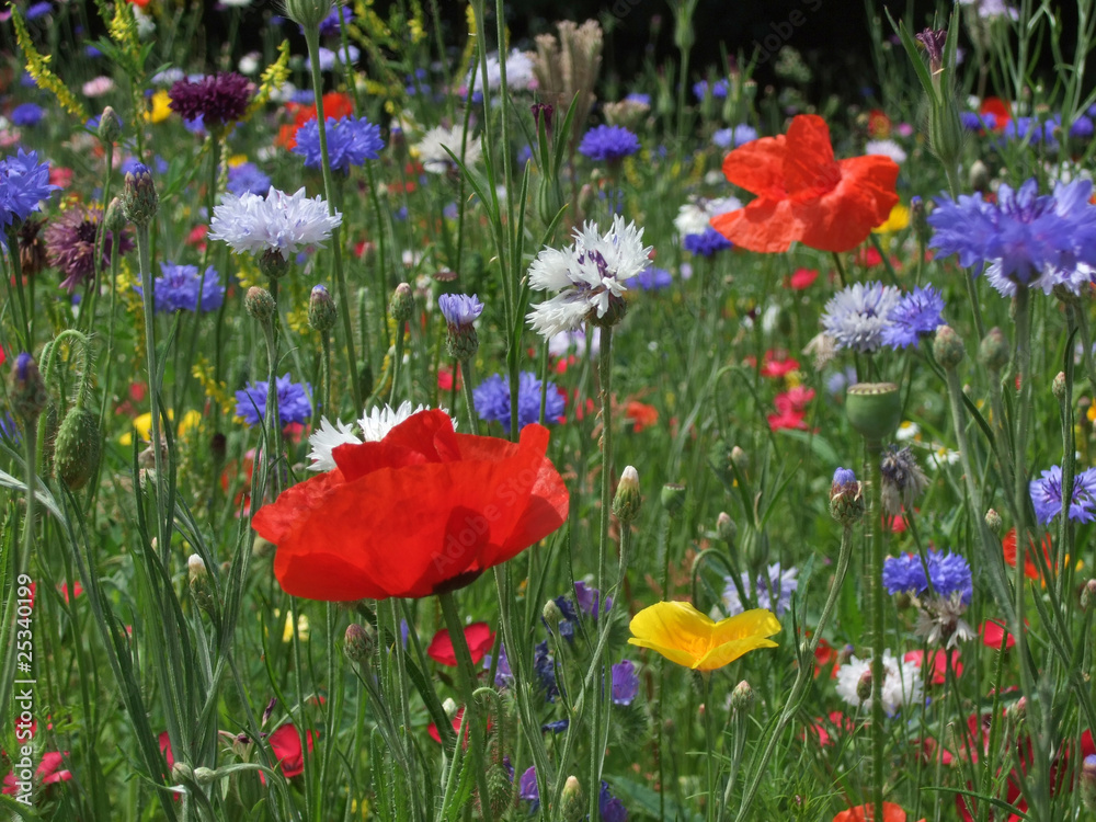 Fototapeta premium Wild flower meadow with poppies and Cornflowers