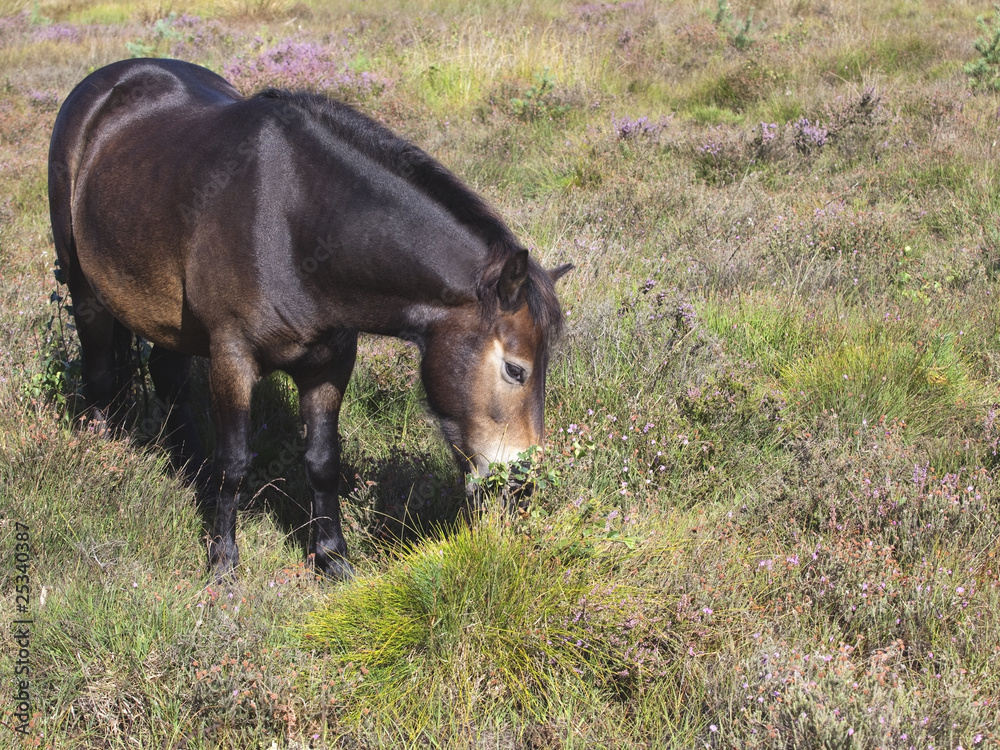 exmoor pony exmoor pony