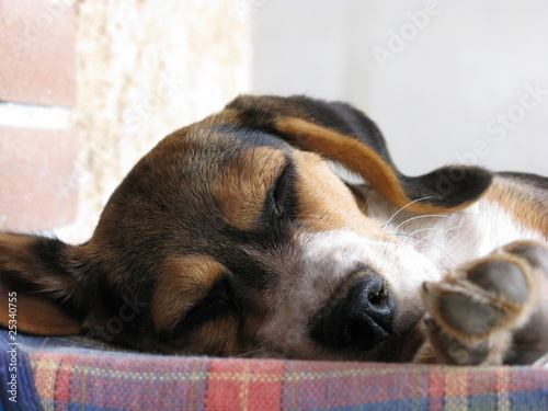 Beagle puppy sleeping photo