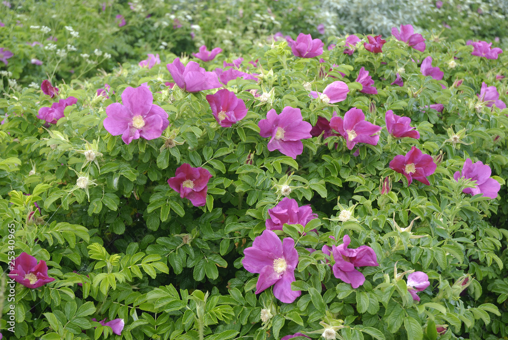 Heckenrosen auf der Insel Rügen