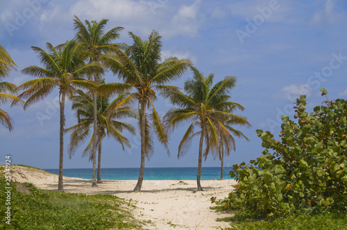 Palms in Wind on a Sandy Beach © Álvaro Germán Vilela