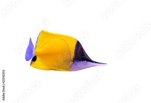 Yellow Longnose Butterflyfish photo