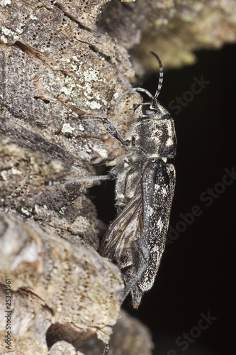 Gray tiger longicorn (Xylotrechus rusticus) photo