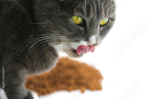Hungry Yellow Eyed Cat