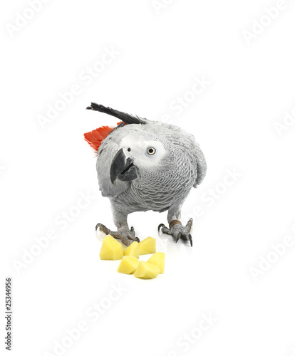 Jaco parrot and pieces of raw potato photo