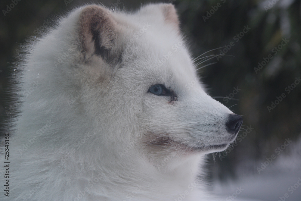 Obraz premium Polarfuchs