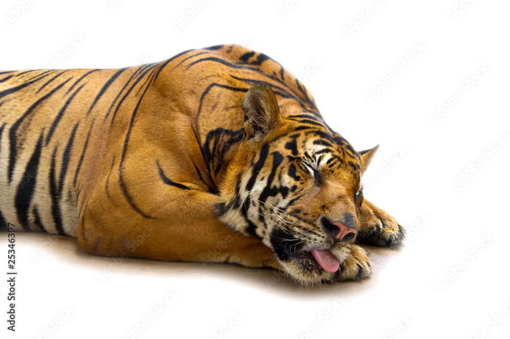 Naklejka premium tiger sleeping on white isolation background