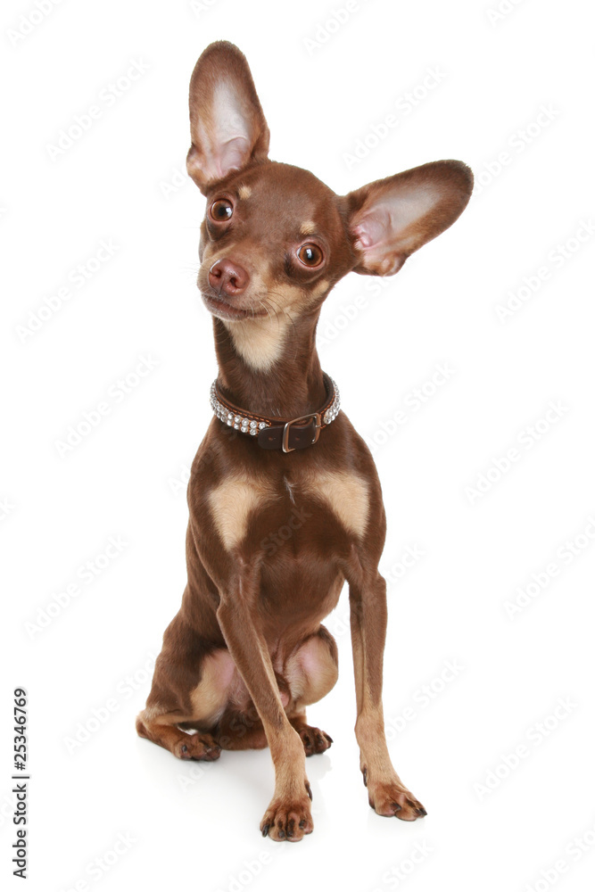 Russian toy terrier. Isolated on a white background