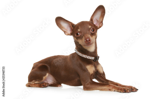 Russian toy terrier photo