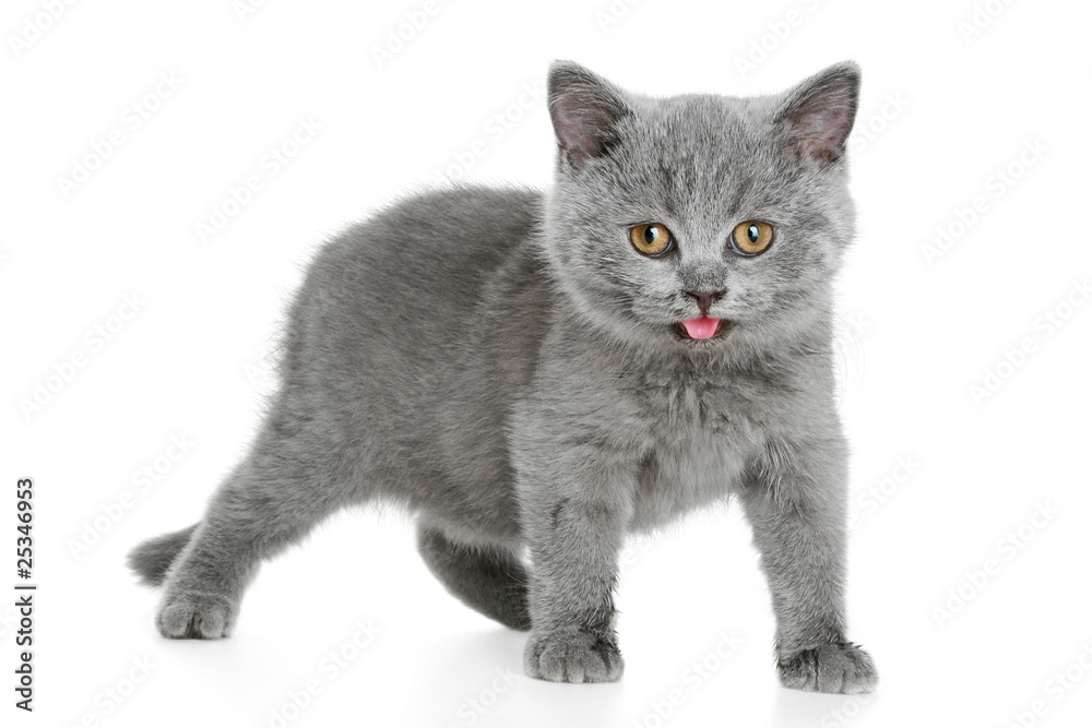 Fototapeta premium British grey kitten (3 months)