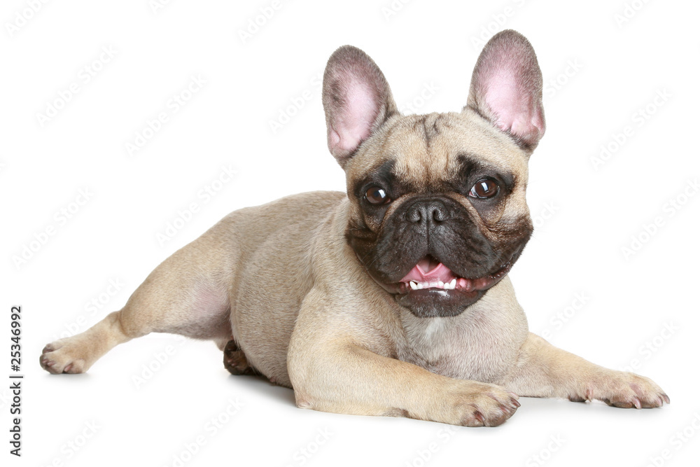 Obraz premium French bulldog