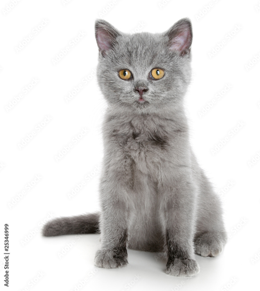 British grey kitten (3 months)